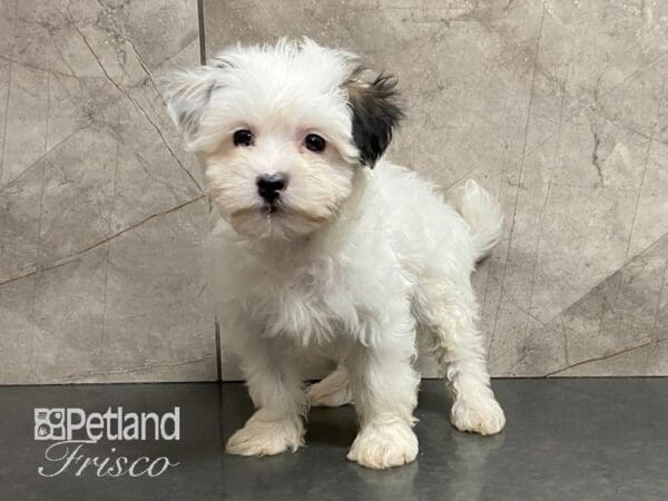 Maltipoo-DOG-Female-White with Black Markings-28962-Petland Frisco, Texas
