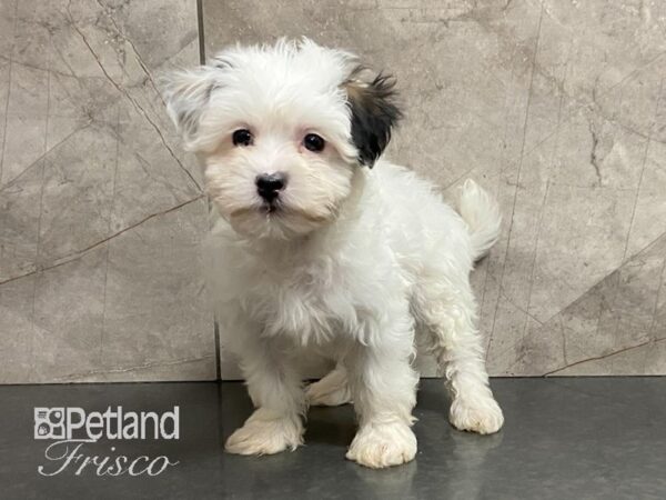 Maltipoo DOG Female White with Black Markings 28962 Petland Frisco, Texas