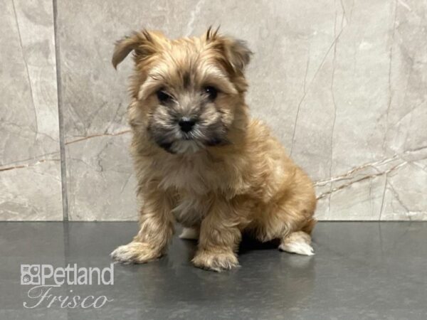 Morkie-DOG-Female-Red Grizzle-28961-Petland Frisco & Mckinney, Texas