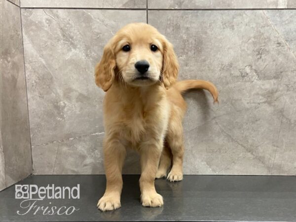 Golden Retriever-DOG-Female-Golden-28914-Petland Frisco & Mckinney, Texas