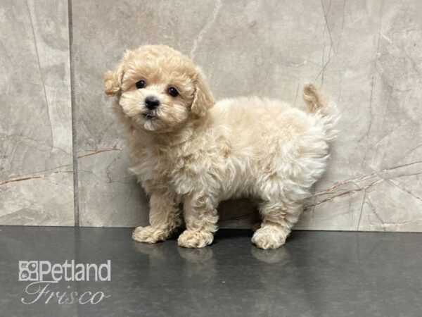 Maltipoo DOG Male Cream 29009 Petland Frisco, Texas