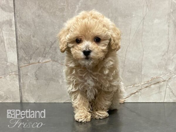 Maltipoo DOG Male Cream 29008 Petland Frisco, Texas