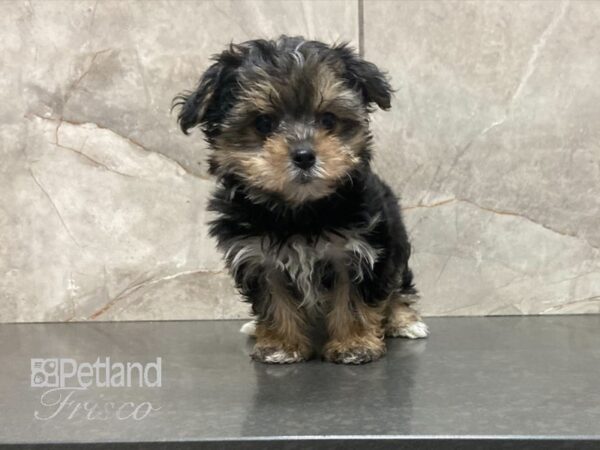 Morkie-DOG-Male-Black / Tan-29007-Petland Frisco & Mckinney, Texas