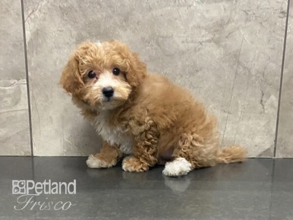 Bichapoo DOG Female Apricot 29006 Petland Frisco, Texas