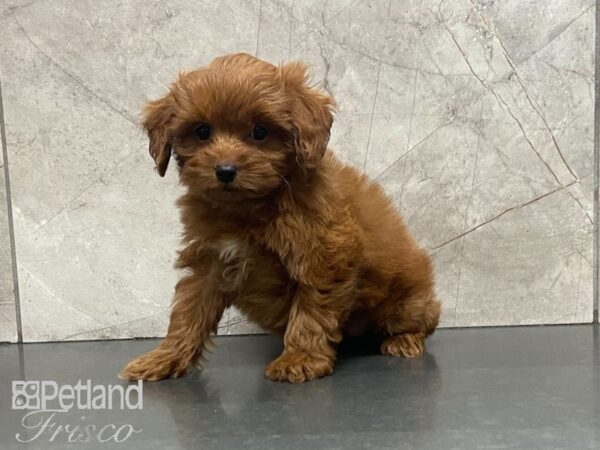 F1B Mini Goldendoodle DOG Female Red 29005 Petland Frisco, Texas