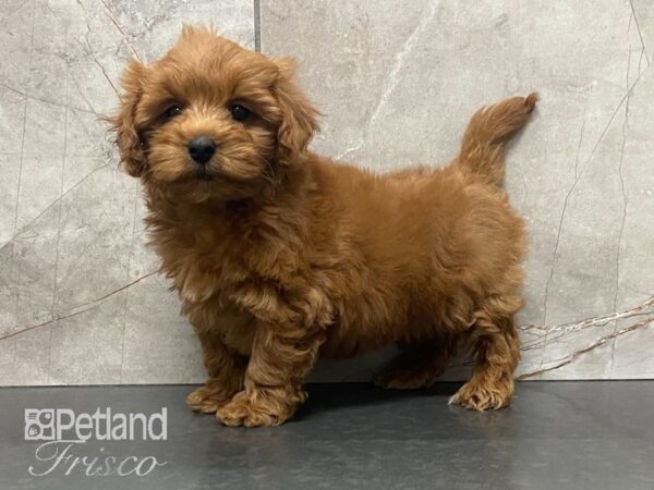 F1B Mini Goldendoodle DOG Female Red 29004 Petland Frisco, Texas