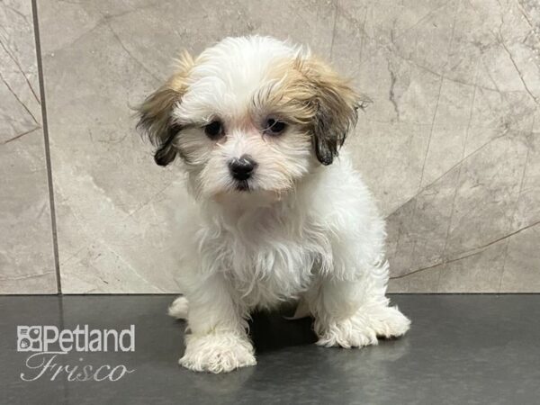 Teddy Bear-DOG-Female-Gold / White-29002-Petland Frisco, Texas