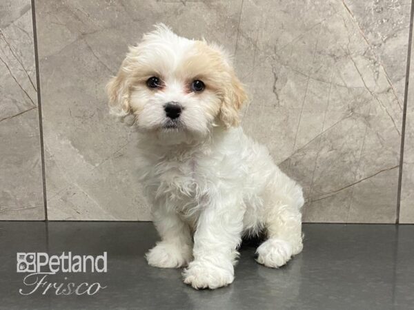 Cavachon DOG Female Blenheim 29001 Petland Frisco, Texas