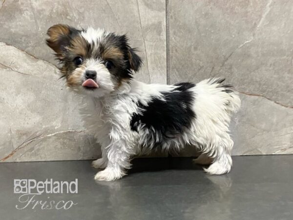 Yorkshire Terrier-DOG-Female-Black / Tan-29000-Petland Frisco & Mckinney, Texas