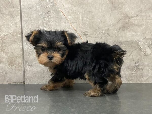 Yorkshire Terrier-DOG-Male-Black / Tan-28999-Petland Frisco & Mckinney, Texas