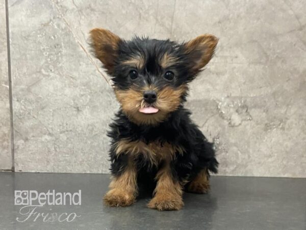 Silky Terrier DOG Female Black / Tan 28998 Petland Frisco, Texas