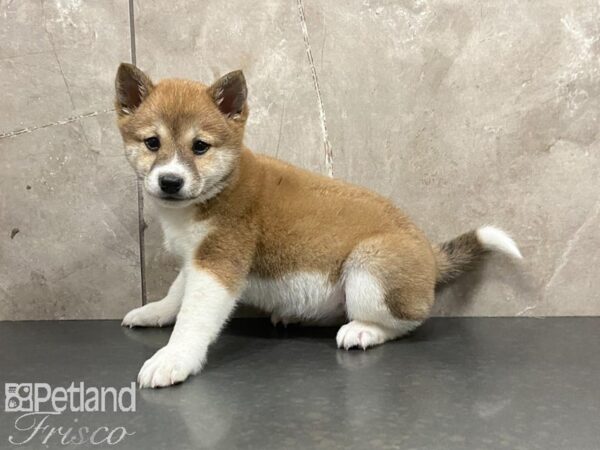 Shiba Inu-DOG-Female-Red-28997-Petland Frisco & Mckinney, Texas