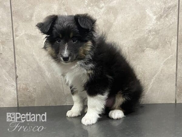 Shetland Sheepdog-DOG-Female-Black-28996-Petland Frisco, Texas