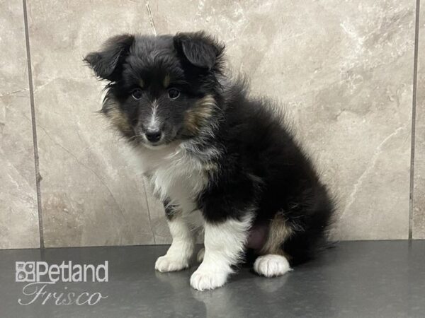 Shetland Sheepdog-DOG-Female-Black-28996-Petland Frisco & Mckinney, Texas