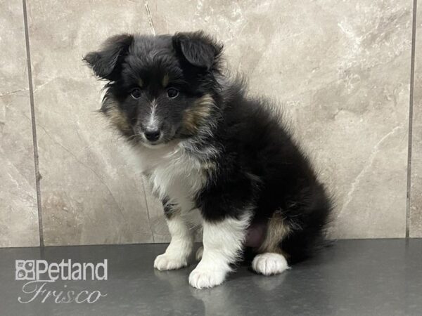 Shetland Sheepdog DOG Female Black 28996 Petland Frisco, Texas