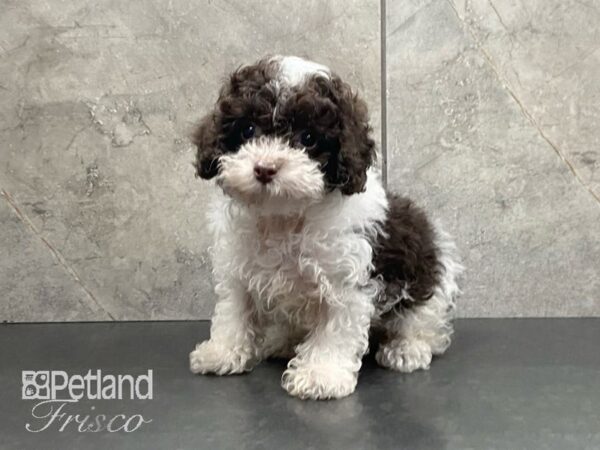 Poodle-DOG-Male-Chocolate-28995-Petland Frisco & Mckinney, Texas