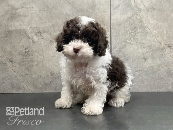 Poodle DOG Male Chocolate 28995 Petland Frisco, Texas