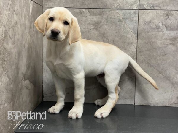 Labrador Retriever DOG Male Yellow 28993 Petland Frisco, Texas