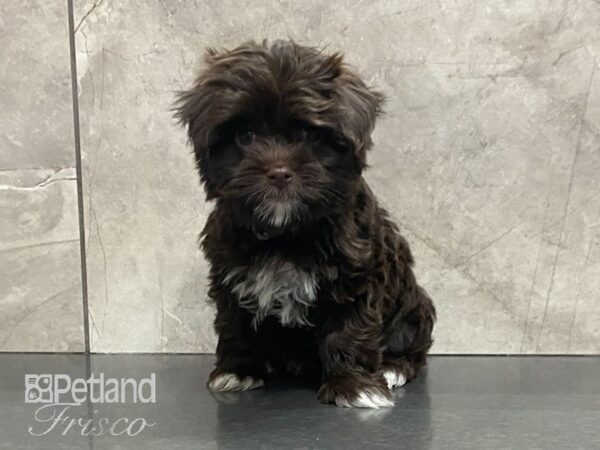 Havanese-DOG-Female-Chocolate-28992-Petland Frisco & Mckinney, Texas