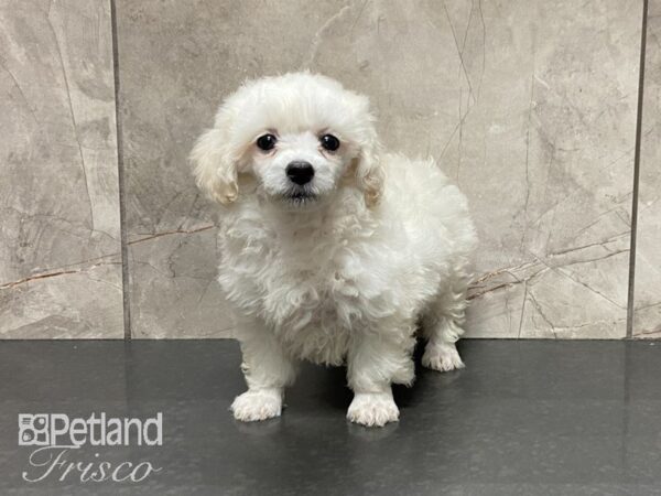 Miniature Poodle DOG Female White 29024 Petland Frisco, Texas