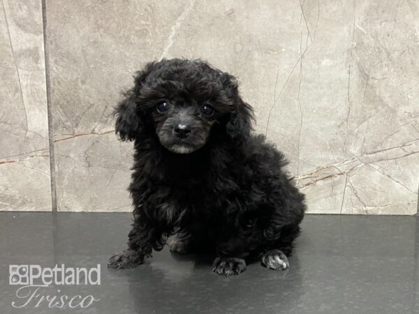 Miniature Poodle-DOG-Female-Black-29023-Petland Frisco & Mckinney, Texas