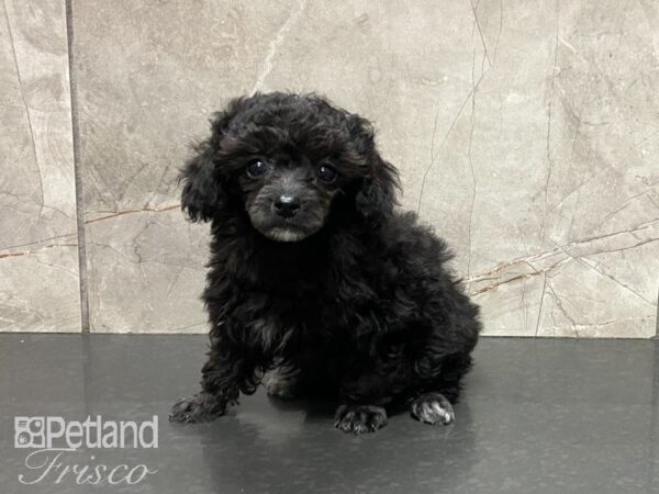 Miniature Poodle-DOG-Female-Black-29023-Petland Frisco, Texas