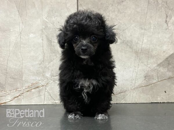 Miniature Poodle DOG Female Black 29022 Petland Frisco, Texas