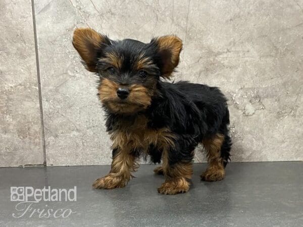 Yorkshire Terrier DOG Male Black and Tan 29021 Petland Frisco, Texas
