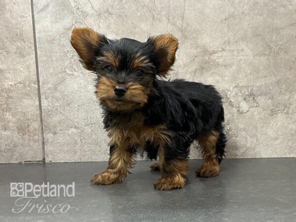 Yorkshire Terrier-DOG-Male-Black and Tan-29021-Petland Frisco & Mckinney, Texas