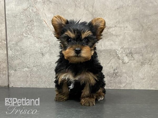 Yorkshire Terrier-DOG-Female-Black and Tan-29020-Petland Frisco & Mckinney, Texas