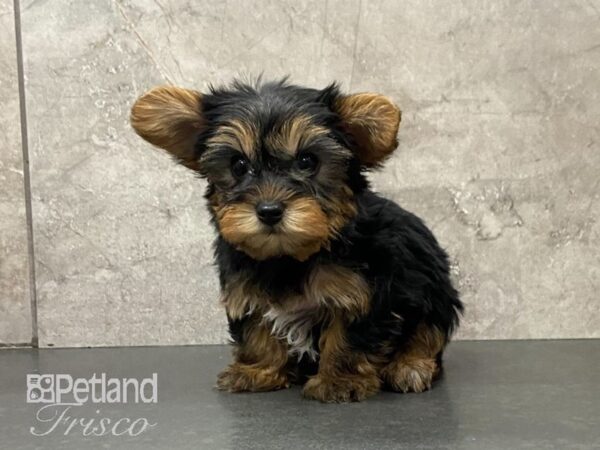 Yorkshire Terrier-DOG-Male-Black and Tan-29019-Petland Frisco & Mckinney, Texas