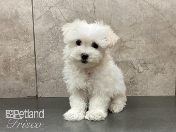 Maltese-DOG-Male-White-29018-Petland Frisco & Mckinney, Texas