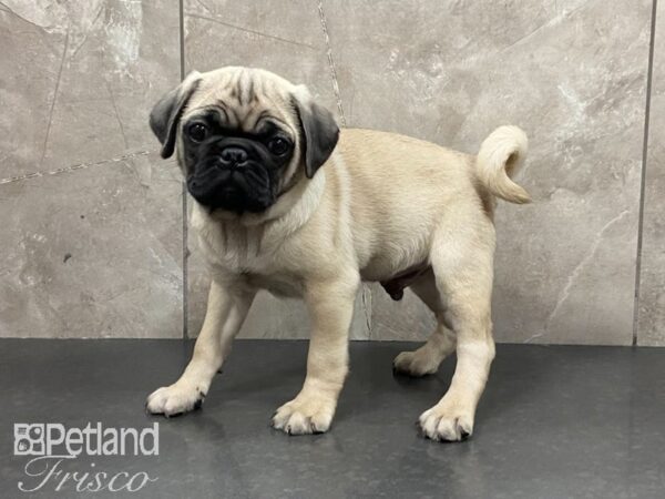 Pug DOG Male Fawn 29017 Petland Frisco, Texas