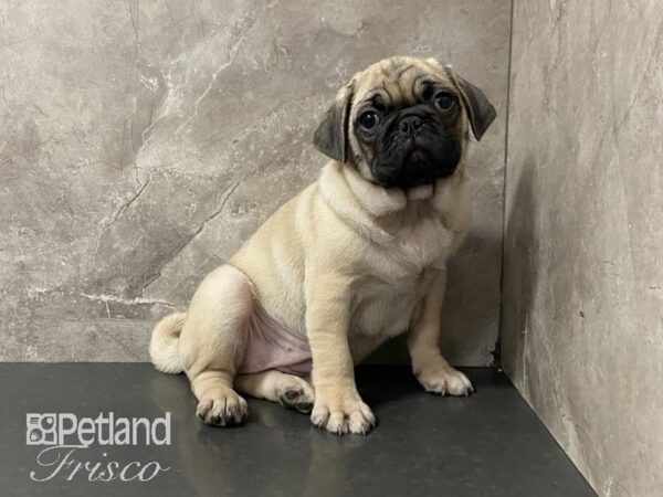 Pug DOG Female Fawn 29016 Petland Frisco, Texas