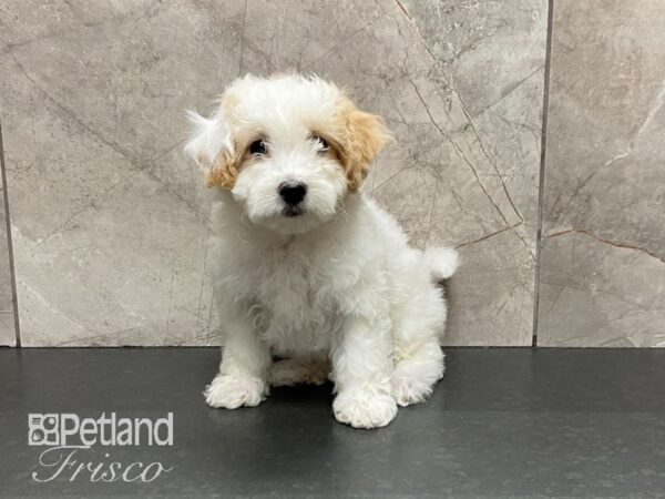 Bichonpoo DOG Female White 29015 Petland Frisco, Texas