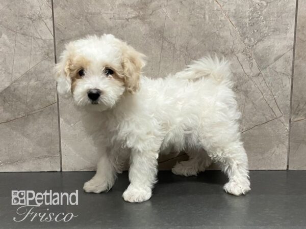 Bichonpoo DOG Female White 29014 Petland Frisco, Texas