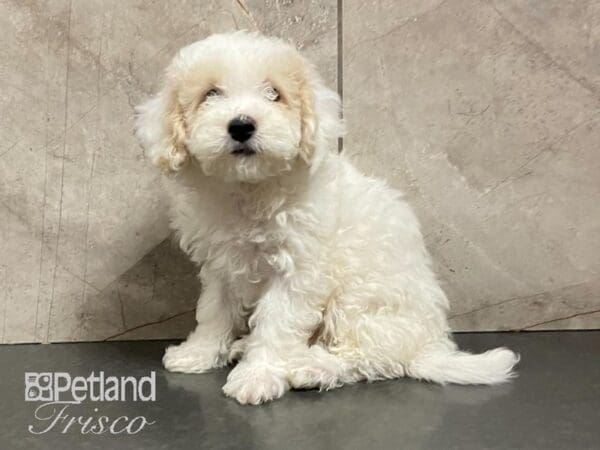 Bichonpoo-DOG-Female-White-29013-Petland Frisco, Texas