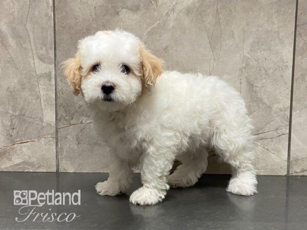 Bichonpoo DOG Male White & Cream 29012 Petland Frisco, Texas