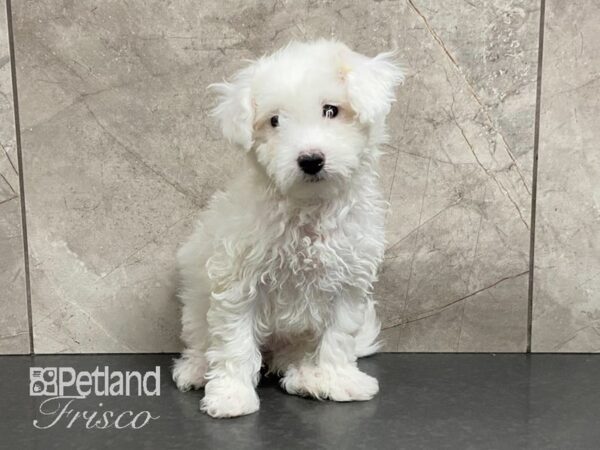 Bichonpoo DOG Female White 29011 Petland Frisco, Texas