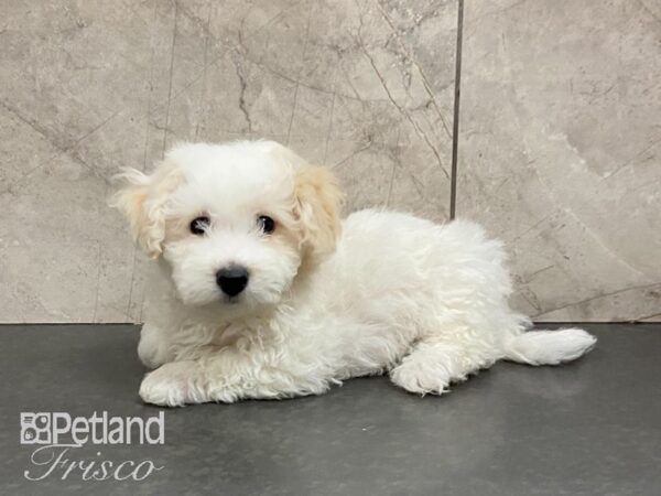 Bichonpoo DOG Male White 29010 Petland Frisco, Texas