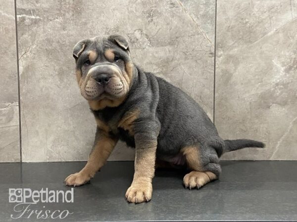 Shar Pei DOG Female Blue 28896 Petland Frisco, Texas