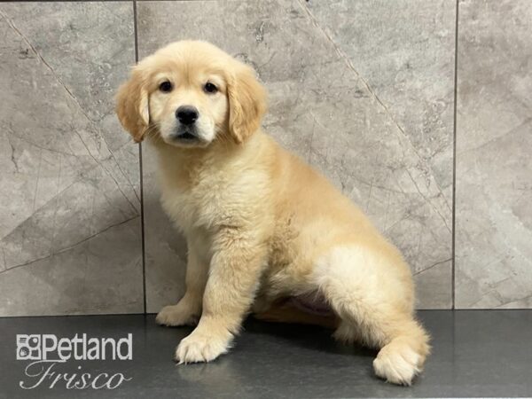 Golden Retriever-DOG-Male-Golden-28888-Petland Frisco & Mckinney, Texas