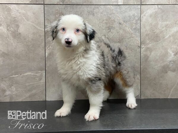Miniature Australian Shepherd-DOG-Female-Blue Merle-29037-Petland Frisco & Mckinney, Texas