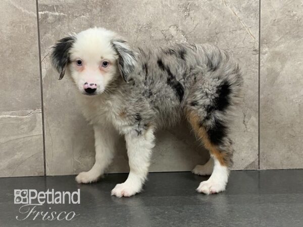 Miniature Australian Shepherd-DOG-Male-Blue Merle-29036-Petland Frisco, Texas