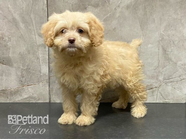 Cockapoo DOG Female Cream 29035 Petland Frisco, Texas