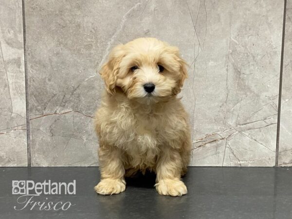 Cockapoo DOG Female Light Red 29034 Petland Frisco, Texas