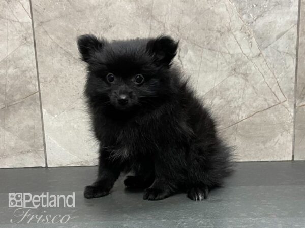 Pomeranian-DOG-Male-Black-29033-Petland Frisco, Texas