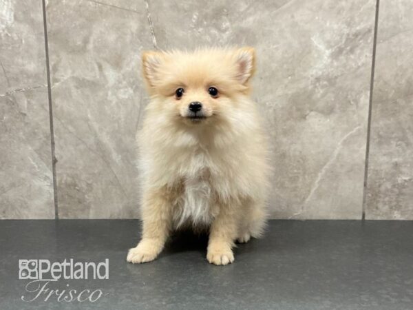 Pomeranian-DOG-Male-Cream-29032-Petland Frisco, Texas