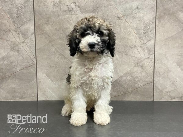 Cockapoo 2nd gen-DOG-Male-White & Chocolate-29030-Petland Frisco & Mckinney, Texas