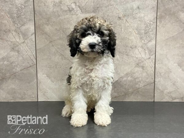 Cockapoo 2nd gen-DOG-Male-White & Chocolate-29030-Petland Frisco, Texas